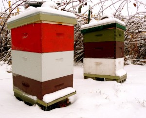 hives_winter_2(1)