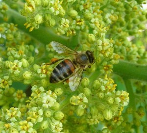 honey bee on a sumac flower, June 2013