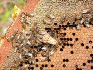 A frame of honey, capped larvae, and a queen cell.