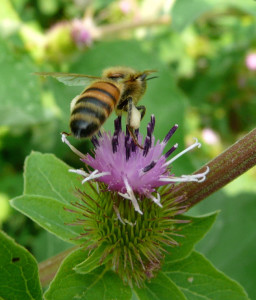 Honey bee on burdock flower