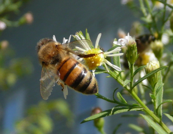 honey bee on aster