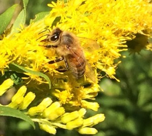 Honey bee on goldenrod flower