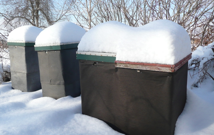 Beehives covered with snow