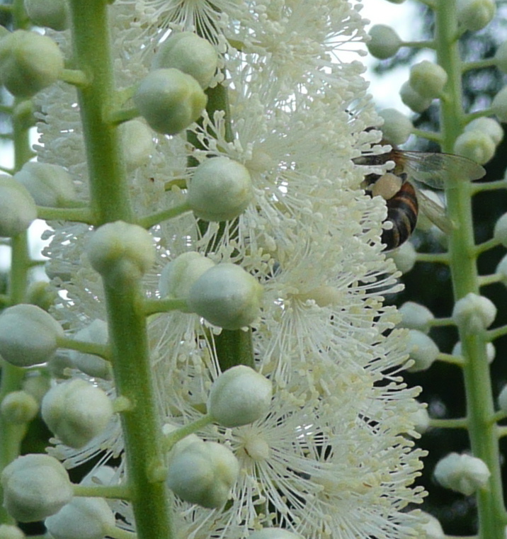 Bee on black cohosh flower