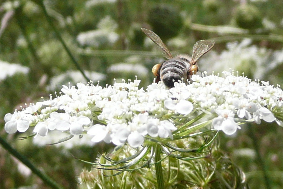 A honey bee on Queen Anne's Lace. Note the pollen on her back legs.