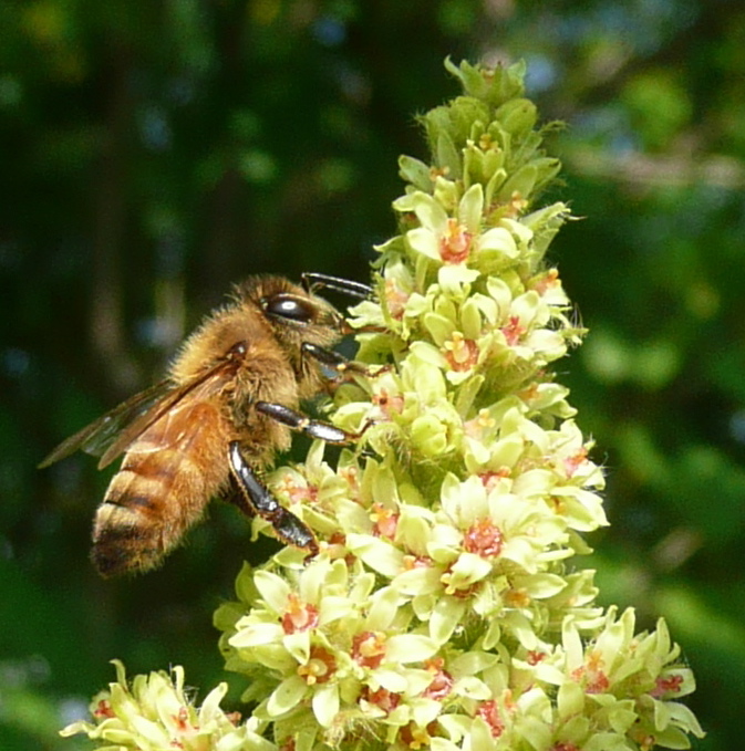Honey bee on a sumac flower
