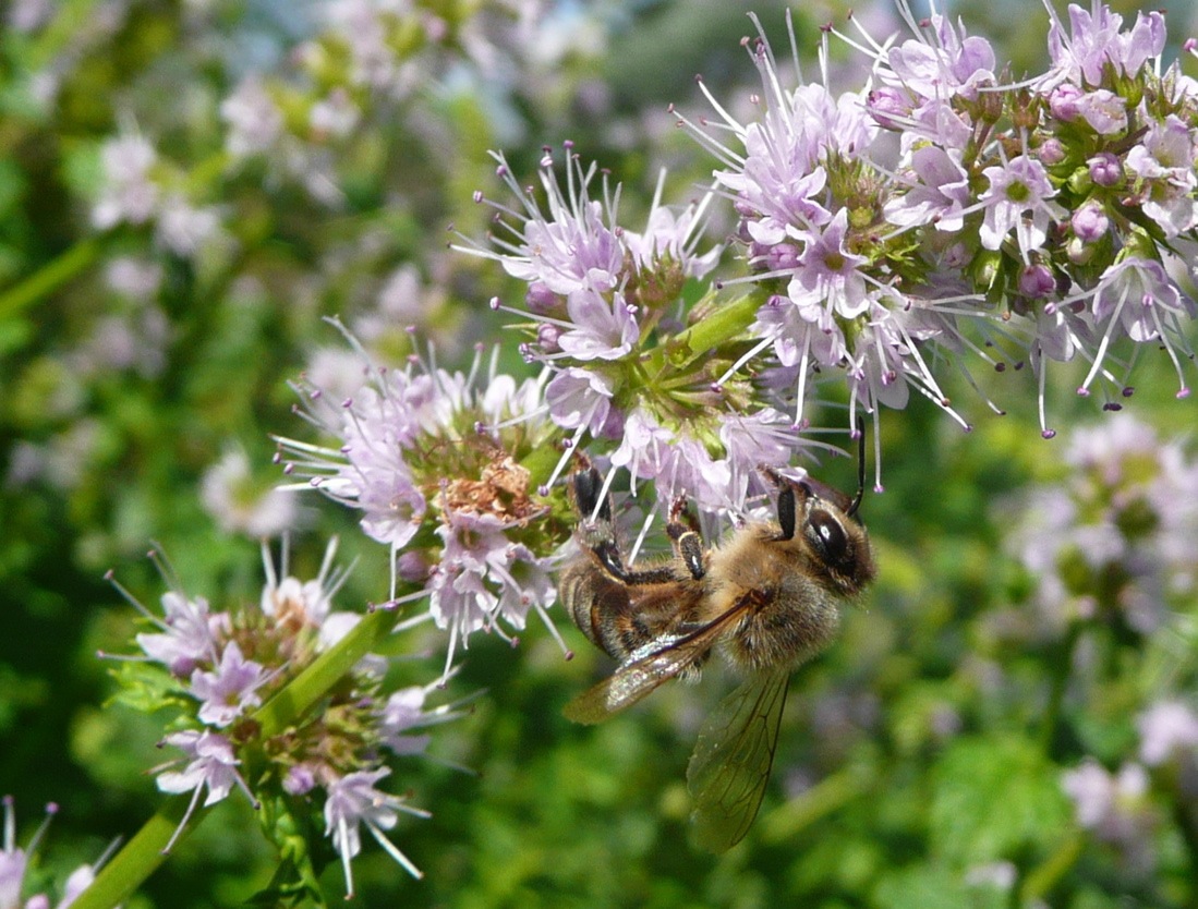 Honey bee on mint flower